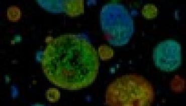 Cancer organoids